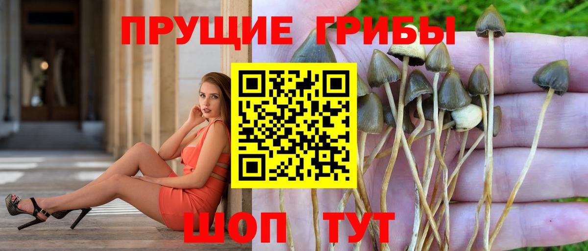 Псилоцибиновые грибы прущие грибы  Псилоцибиновые грибы мухоморы  Кызыл  Вход с VPN 